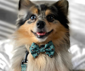 Dog accessories